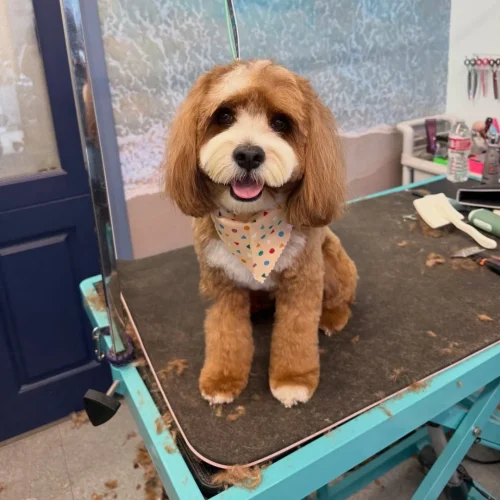 Cavapoo teddy bear cut styled with a colorful bandana