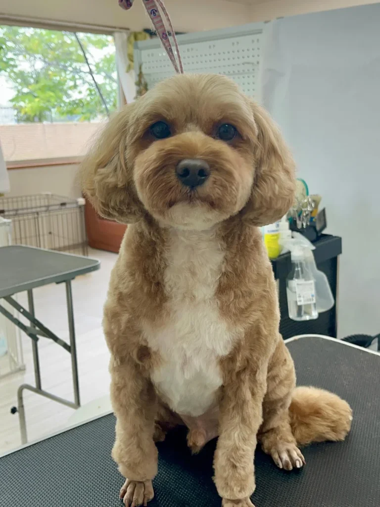 Cavapoo teddy bear trim with long soft floppy ears