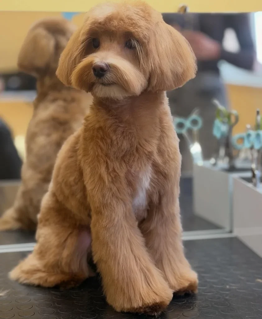 Cavapoo teddy bear head with long skirt style legs