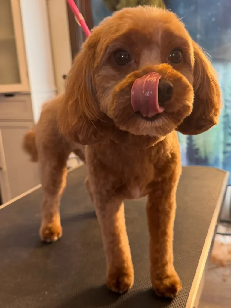 Cavapoo tight compact teddy bear grooming trim