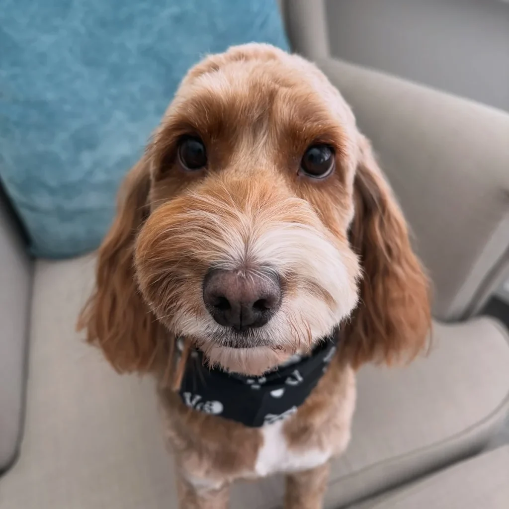 Cavapoo haircut styles inspiration from natural shaggy Cockapoo
