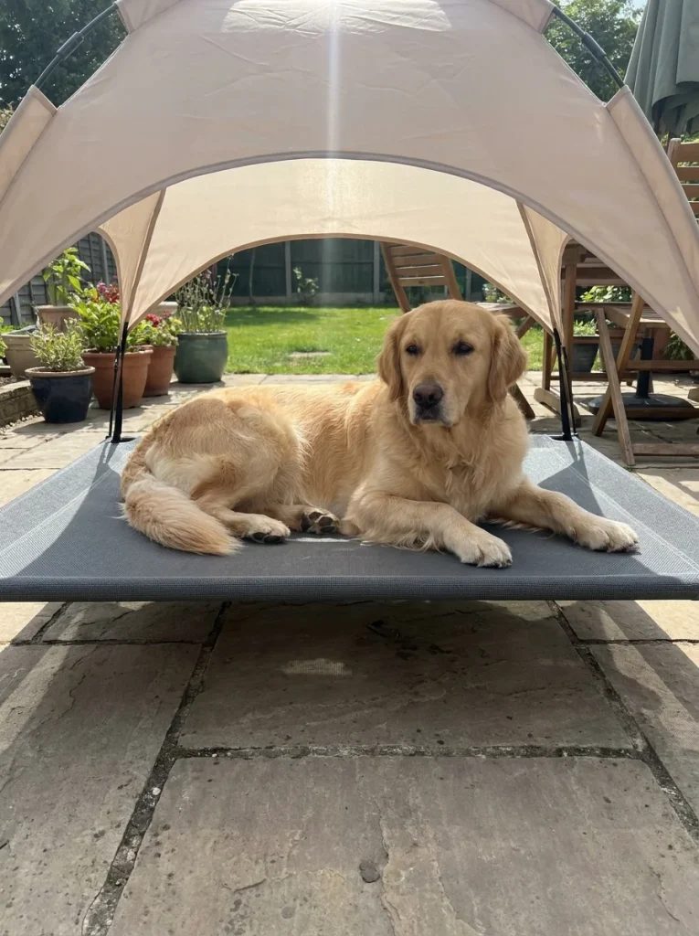 outdoor shade ideas for dogs elevated cot