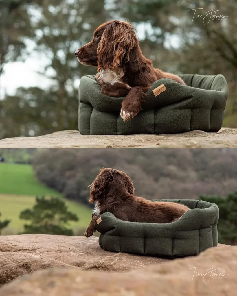 Spaniel resting on a green tweed orthopedic outdoor lounge bed