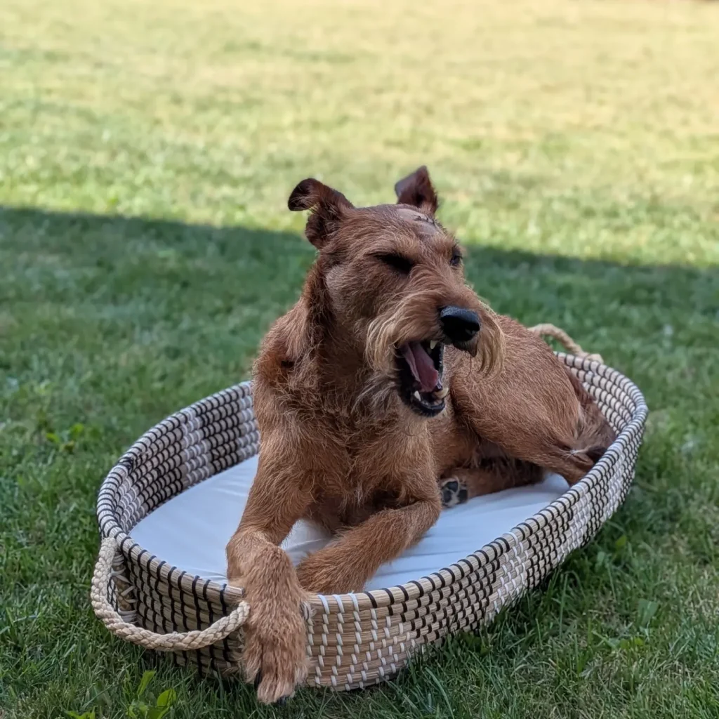 Terrier curled up in a low sided rattan basket bed outdoors