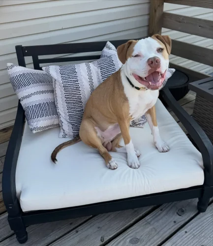 Dog on a metal frame outdoor daybed styled with throw pillows