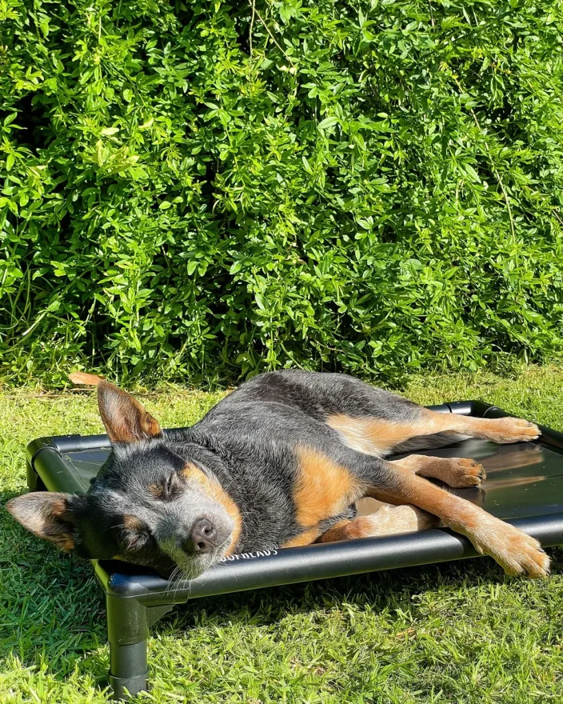 Dog napping on a minimalist low black elevated cot