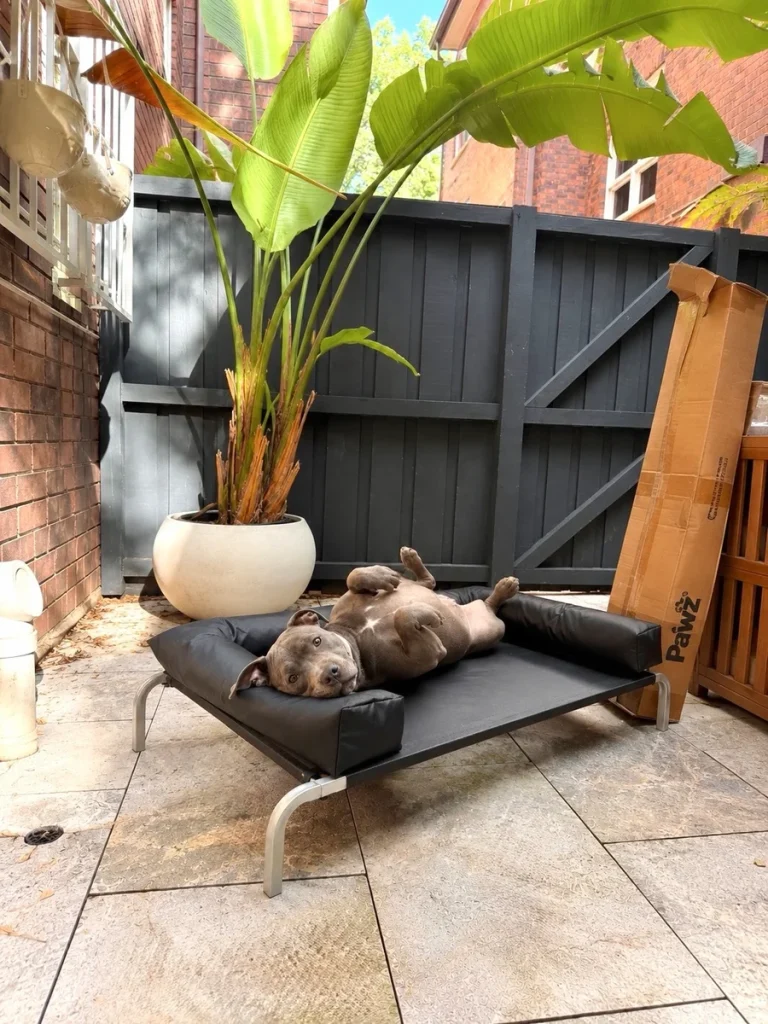 Staffy on a sleek modern black bolster daybed outdoors