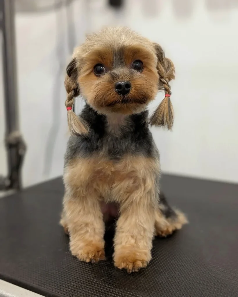 Braided pigtails styling idea for Morkie haircuts