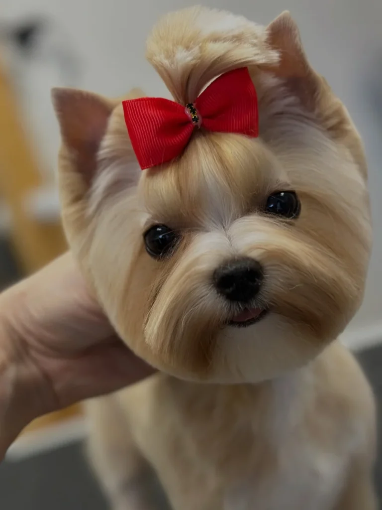 Full round teddy head Morkie Haircut Styles with topknot bow