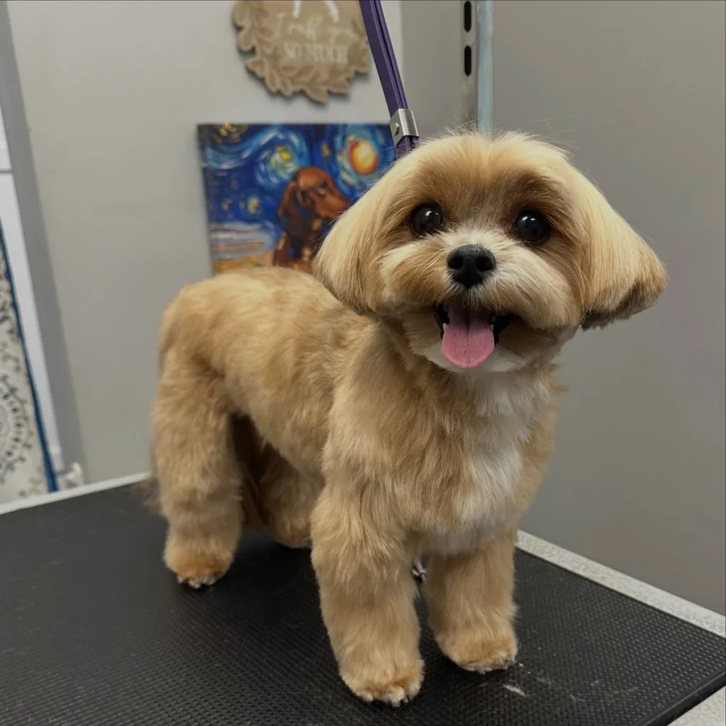 Golden bob cut Morkie Haircut Short for playful dogs