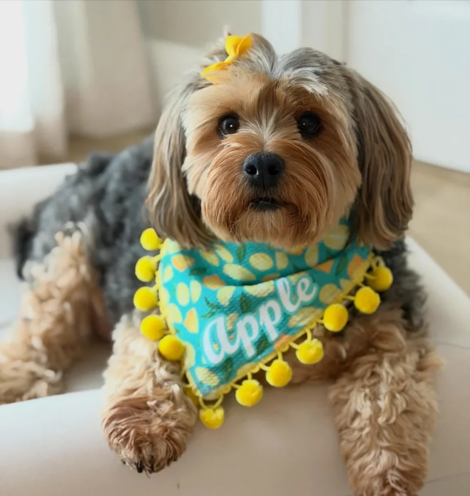 Morkie Haircut Ideas long wavy teddy bear cut with bandana