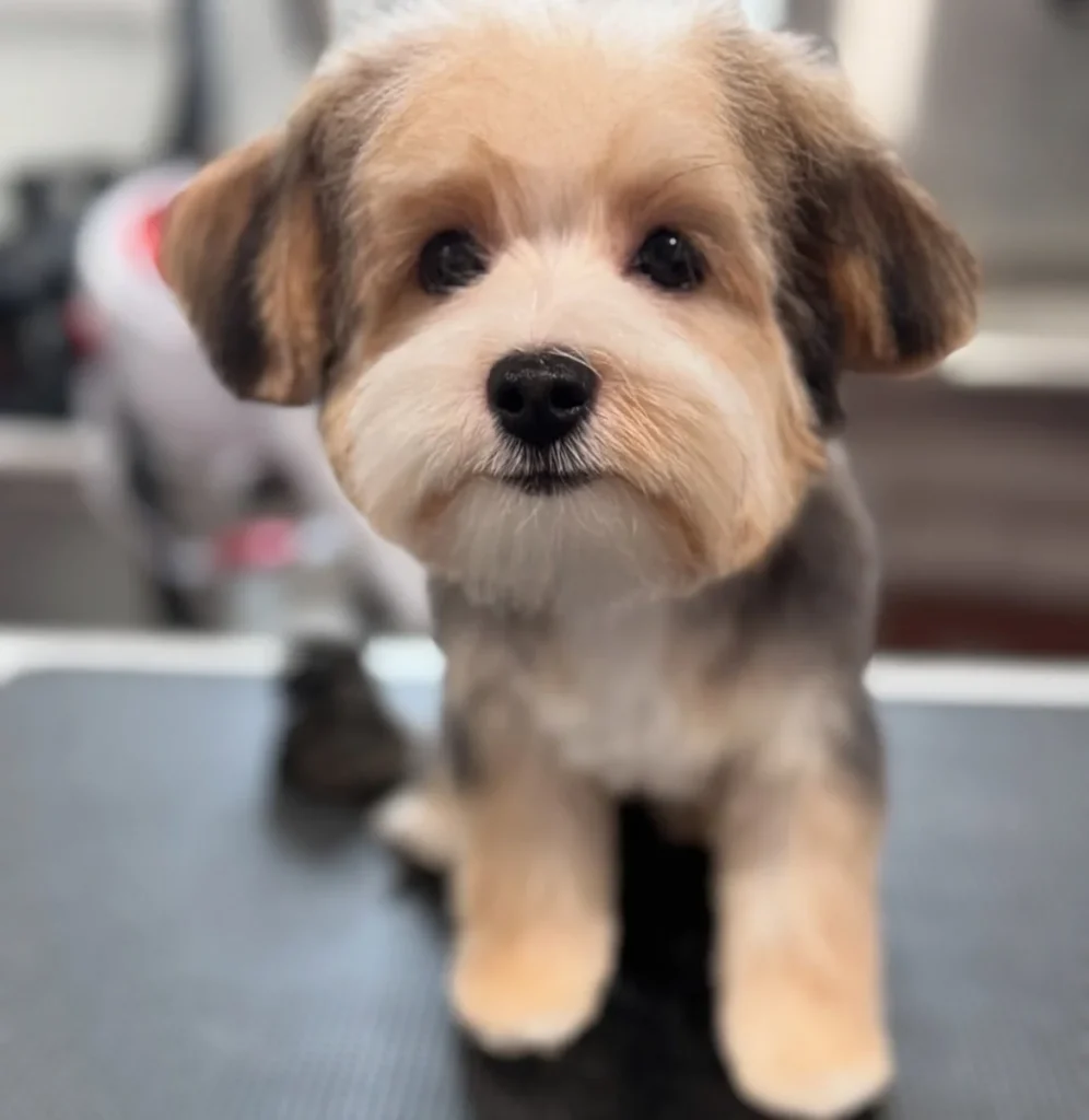 Natural scruffy fringe Morkie Haircut Styles relaxed look