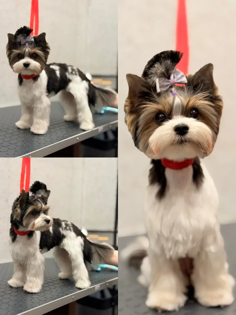 Parti pattern teddy cut topknot Morkie Haircut Ideas