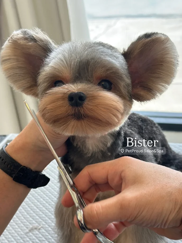 Round pompom mouse ear teddy cut Morkie Haircut Ideas