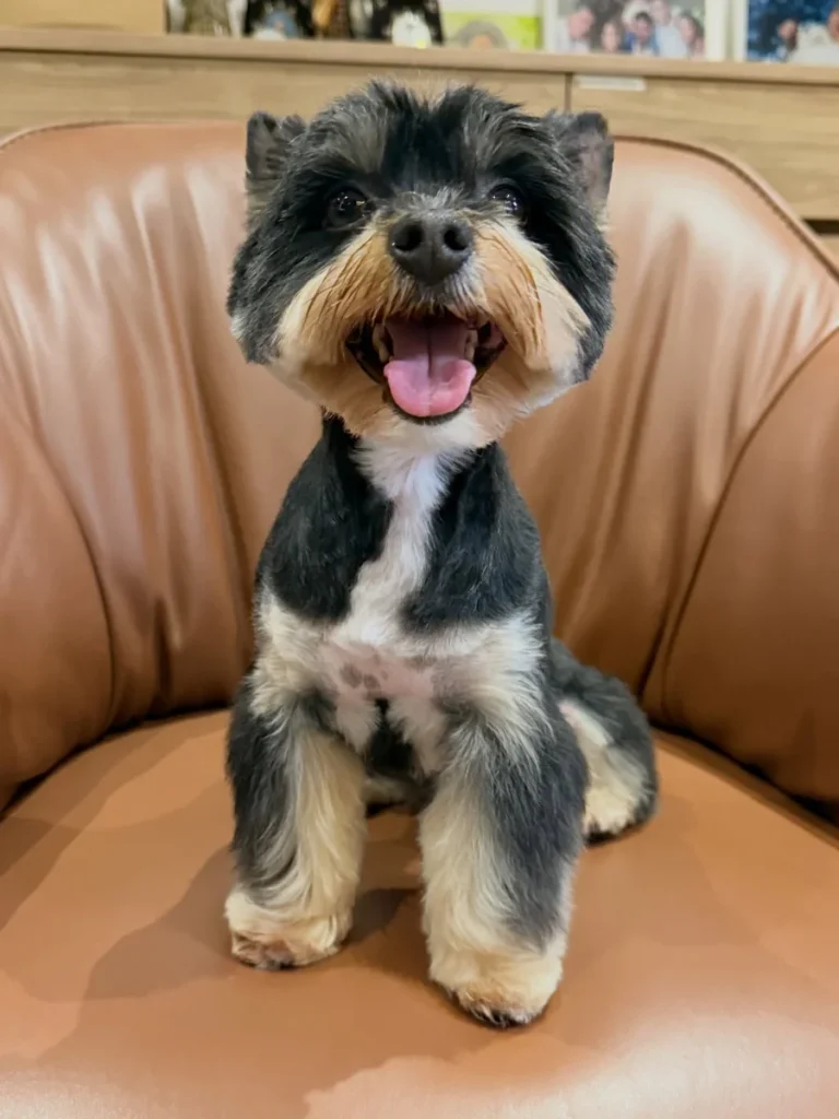 Scruffy schnauzer bearded cut Morkie Haircut Ideas
