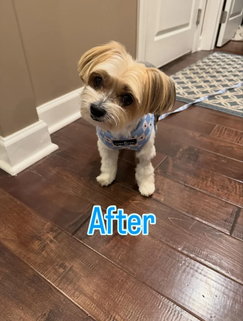 Morkie Haircut Short rounded bob after grooming transformation