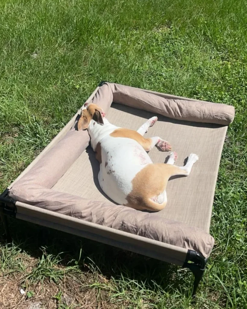 One of the best outdoor dog bed ideas with a padded taupe bolster rim