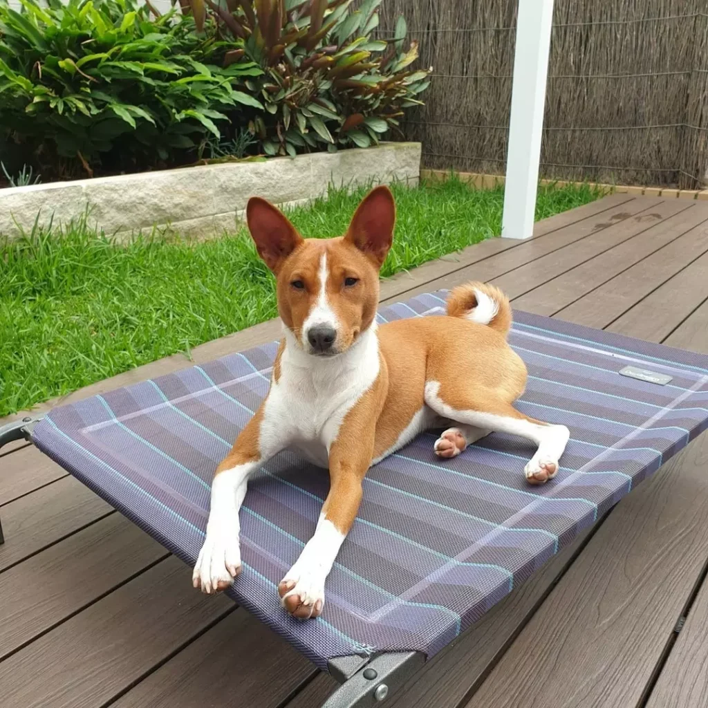 Dog resting on a plaid mesh elevated outdoor dog bed