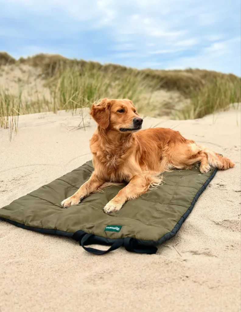 Golden retriever on a quilted roll up outdoor dog bed mat at the beach