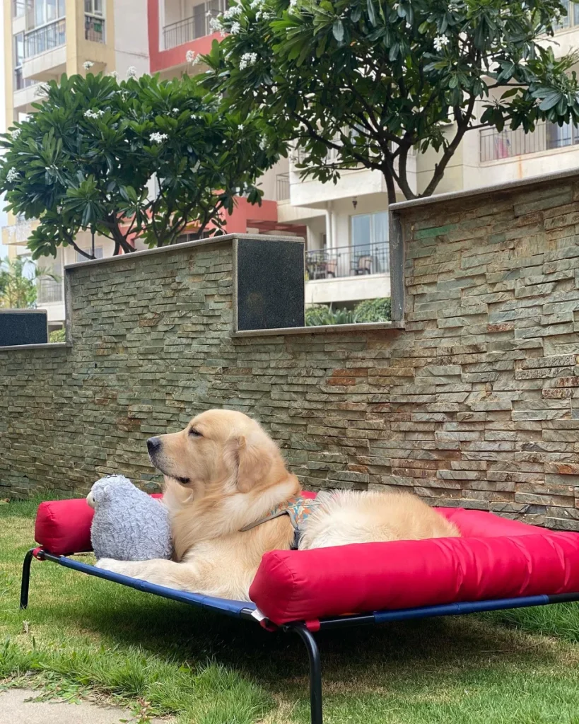 Puppy on a red bolster side elevated outdoor cot