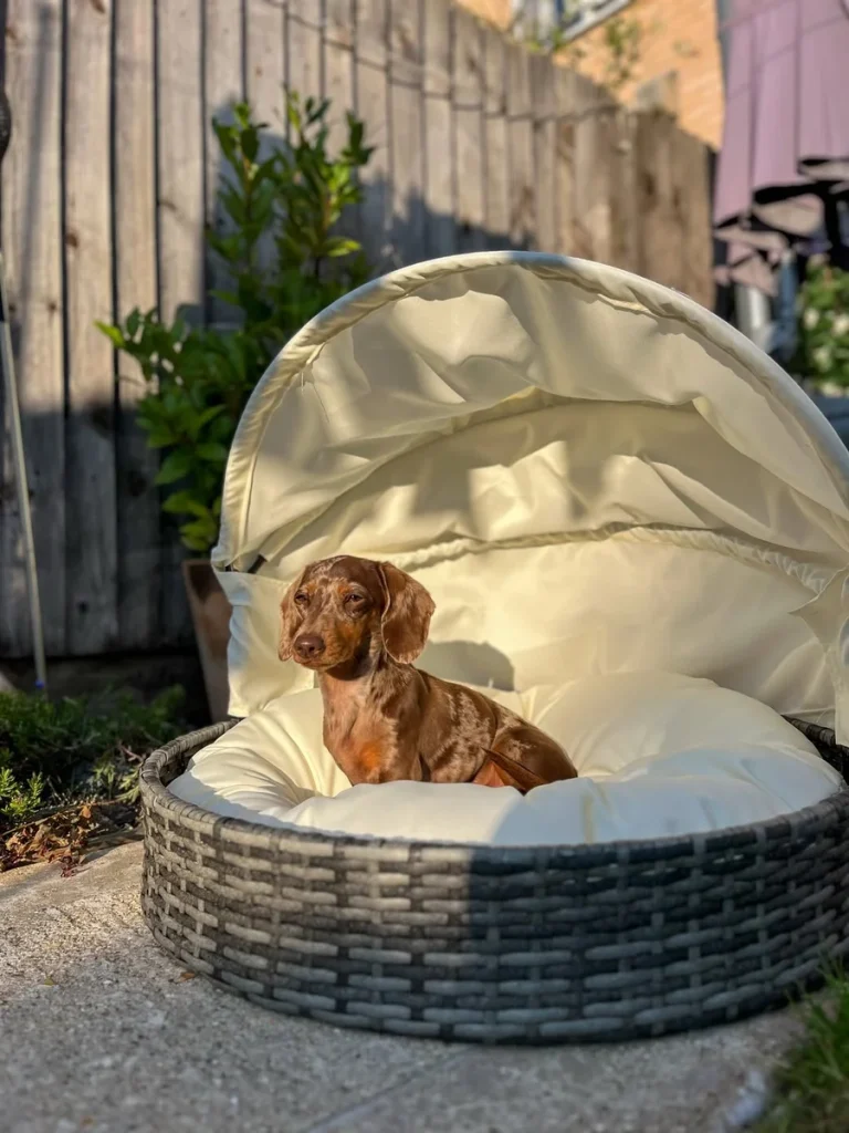 Outdoor dog bed canopy with fold back hood on round wicker basket
