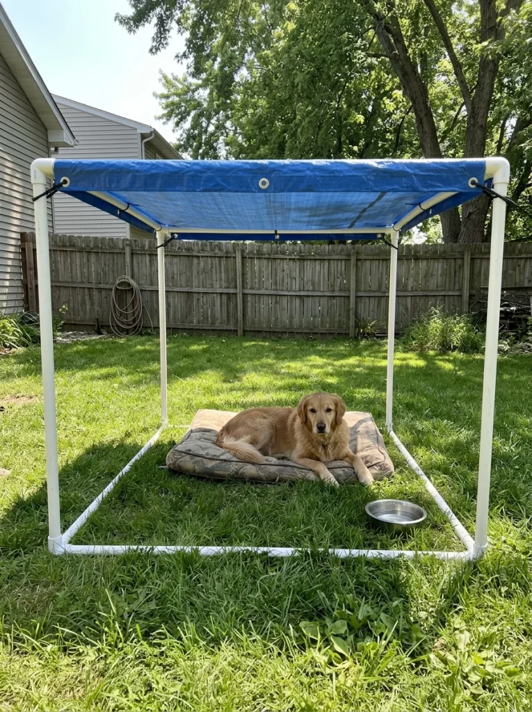 tarp and pvc pipe shelter for dog shade