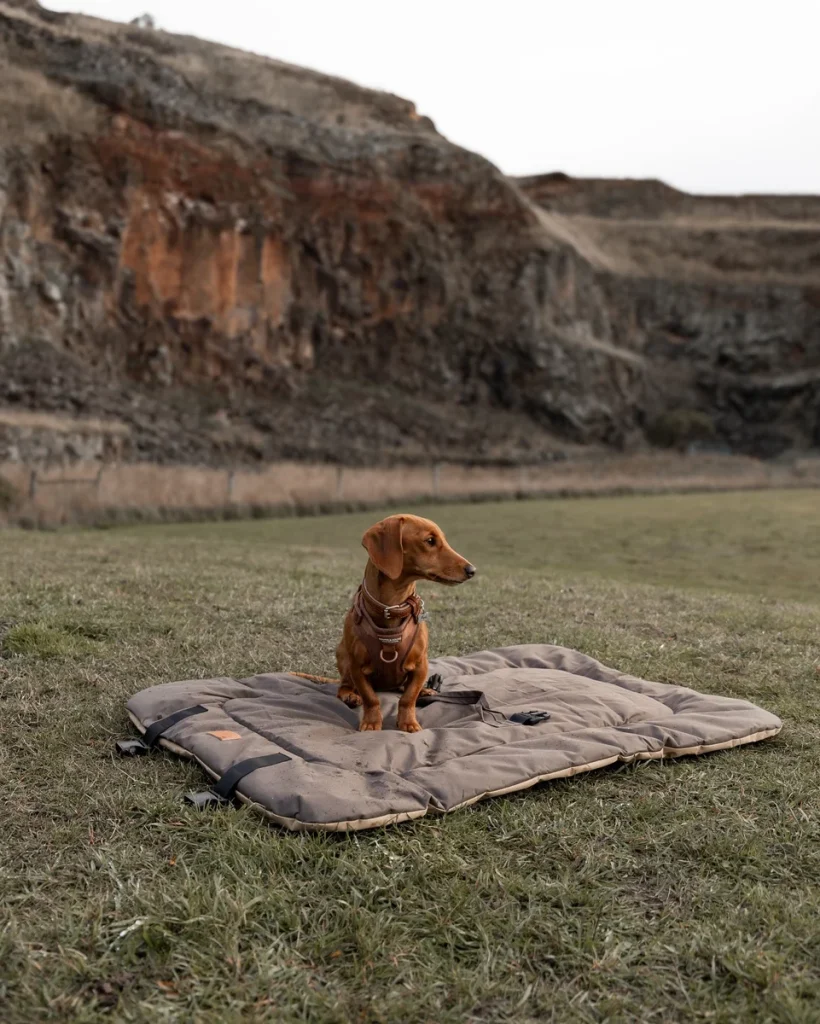 Dachshund sitting on an unrolled structured outdoor field mat