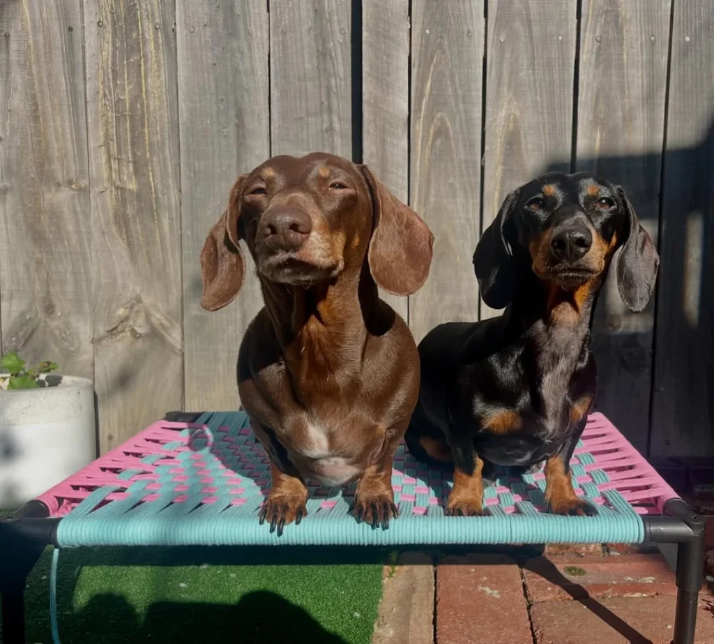Two dachshunds on a woven strap pink and teal elevated cot