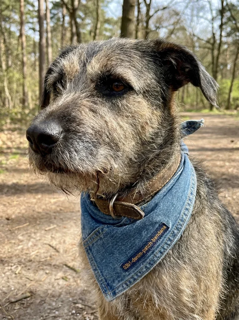 Over the Collar Dog Bandana Sewing Inspirations denim patch design