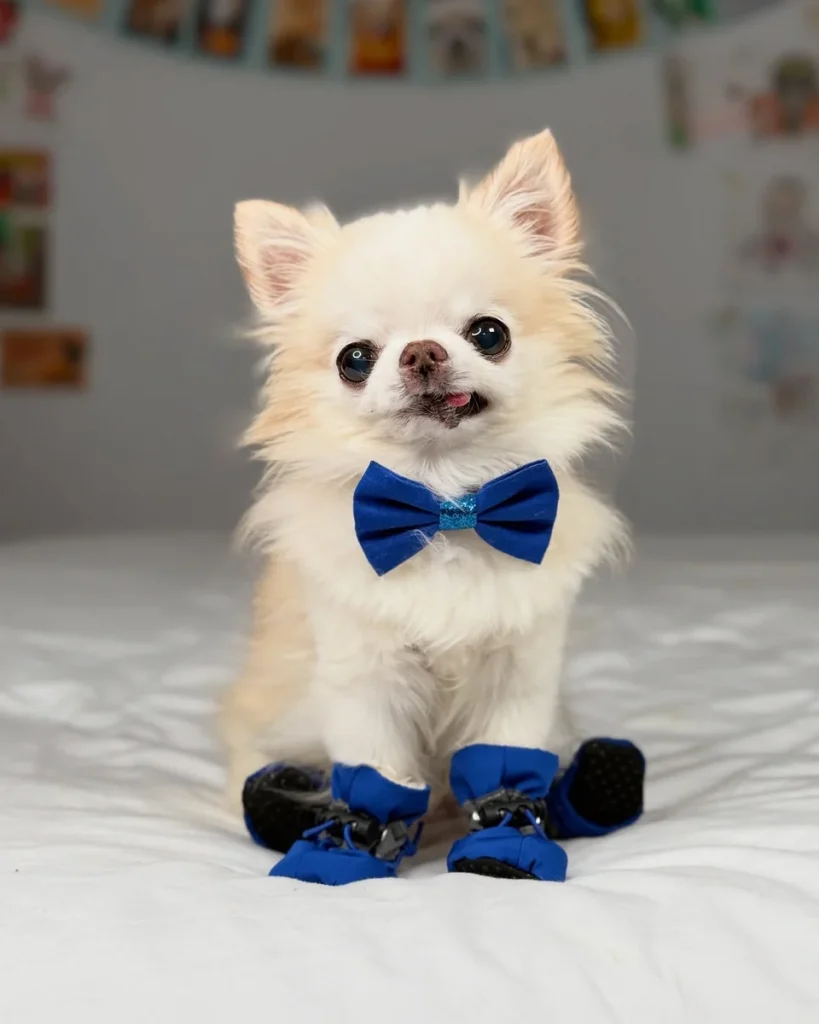 Long haired chihuahua wearing a blue bow tie and matching booties