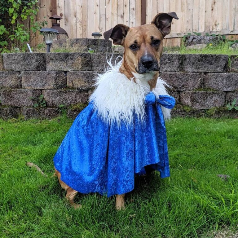 Dog dressed in a blue velvet Cinderella ballgown with white fur collar