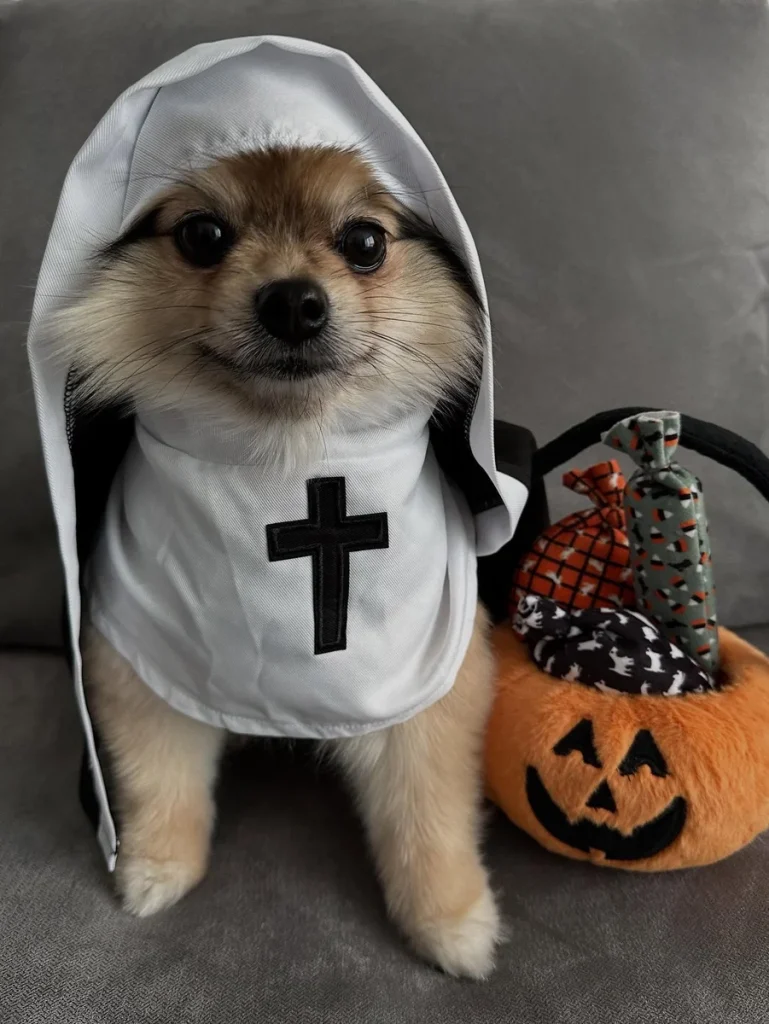 Pomeranian dressed in a white ghost hood with a black cross patch and Halloween basket