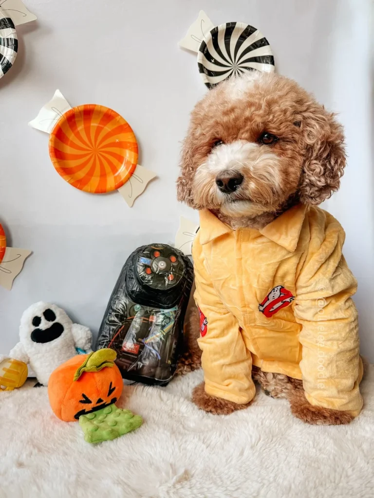 Curly doodle dog wearing a tan Ghostbusters jumpsuit with proton pack prop