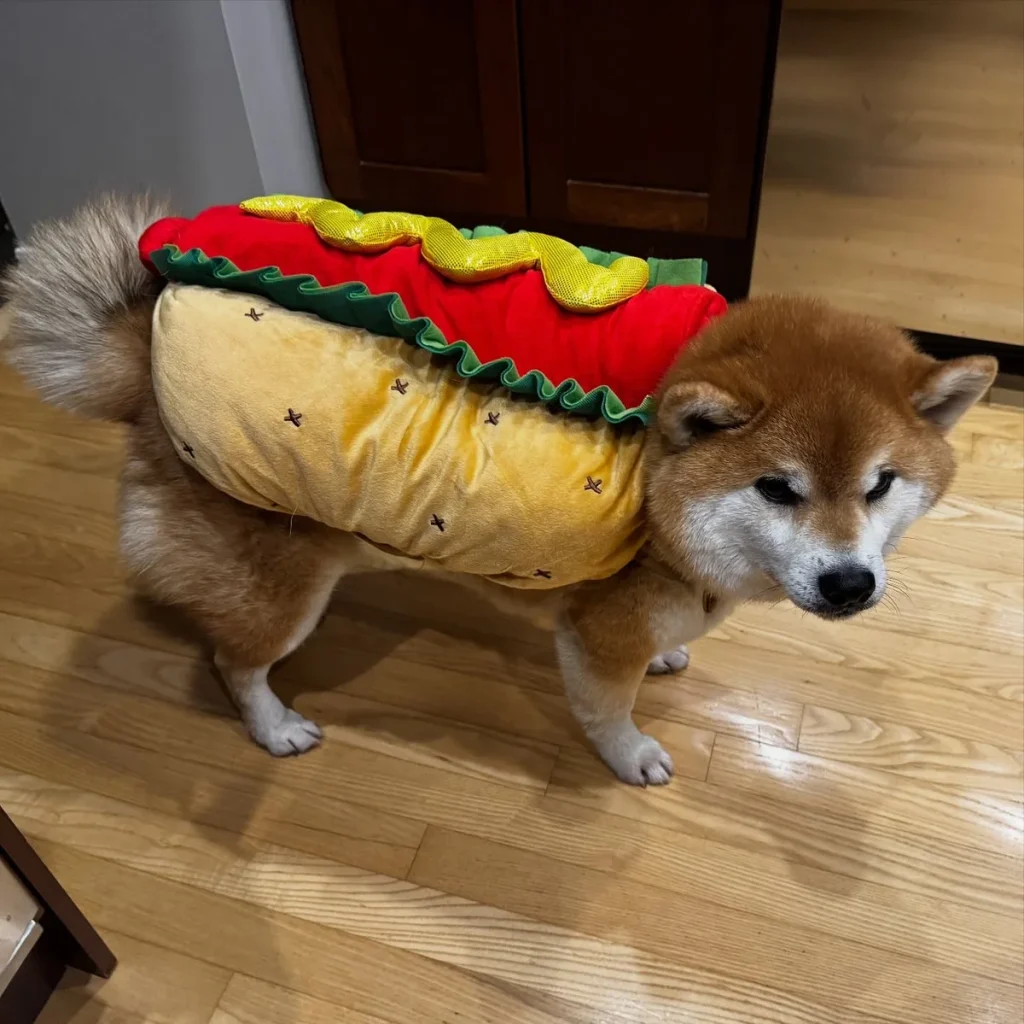 Shiba Inu dressed as a hot dog, a fun DIY Dog Costume Idea for food lovers