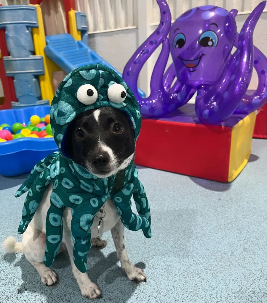 Small puppy wearing a teal octopus costume with tentacles and googly eyes