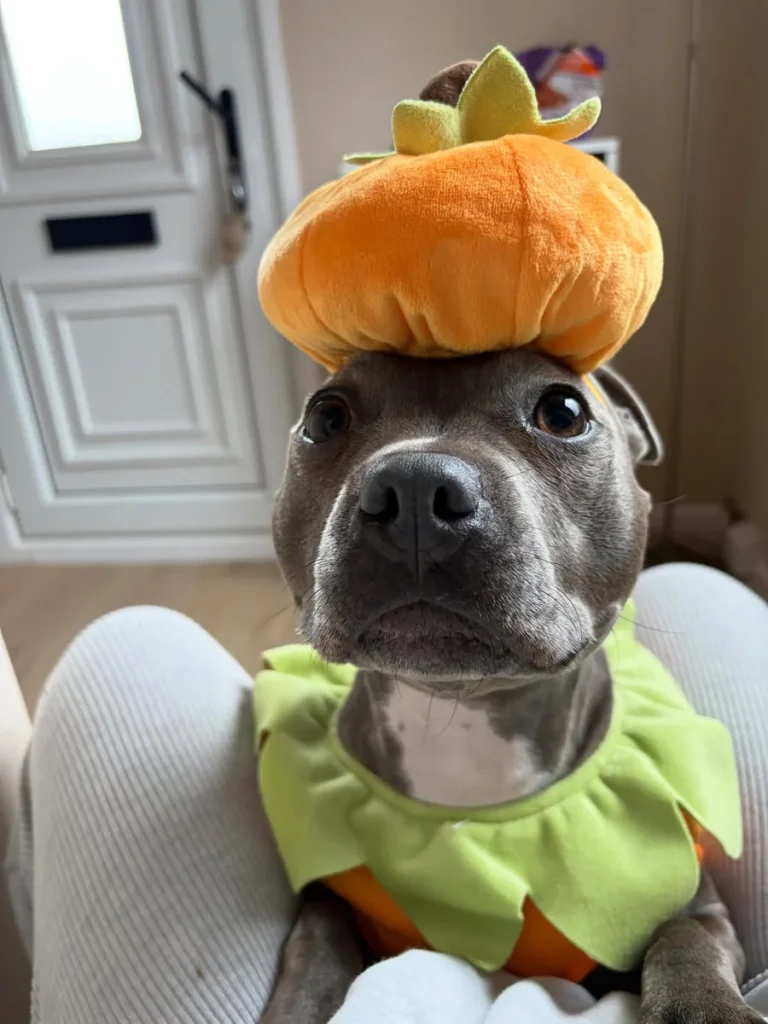 Grey dog wearing an orange pumpkin hat costume, one of the best DIY Dog Costume Ideas for Halloween