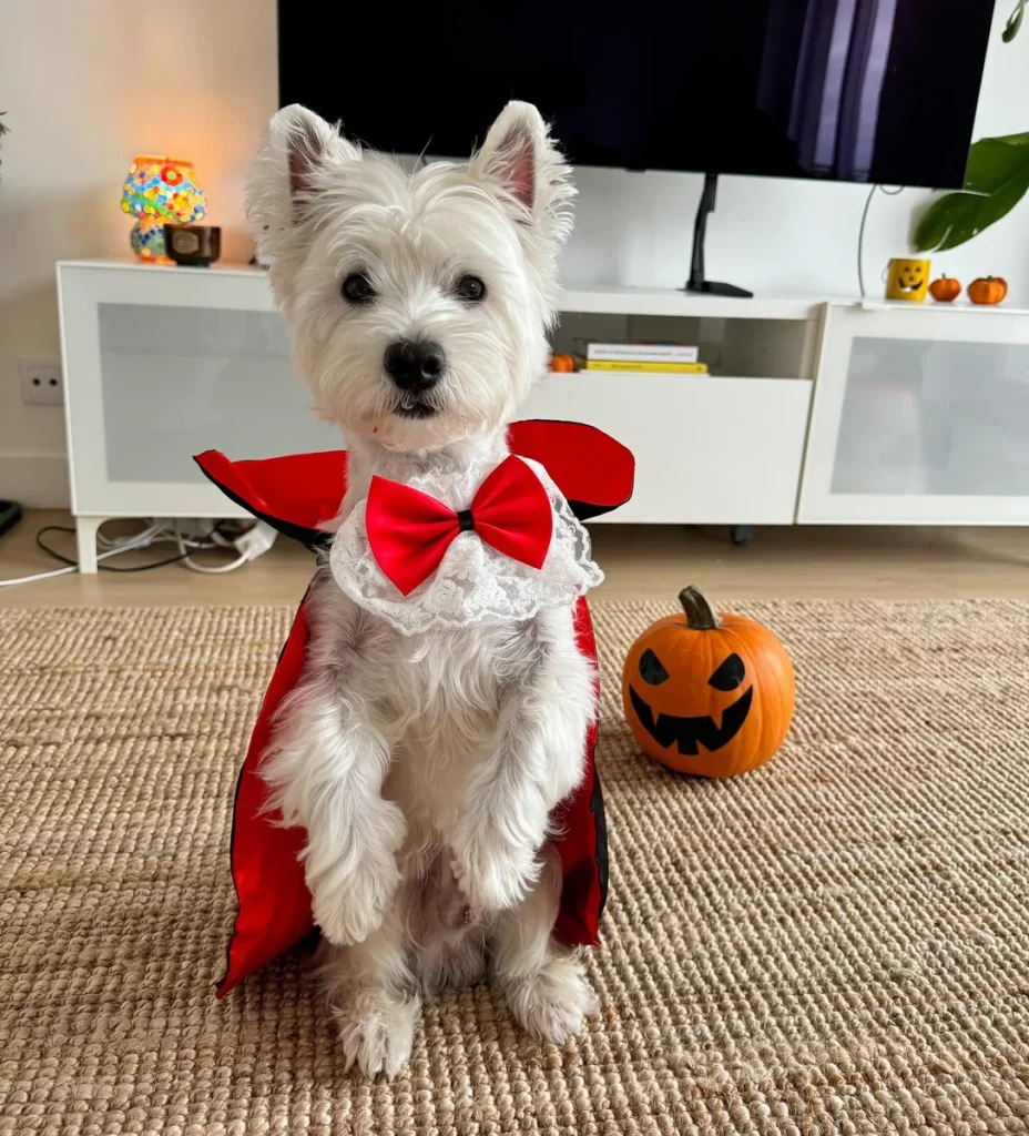 White terrier wearing a black and red vampire cape with lace collar and bow tie