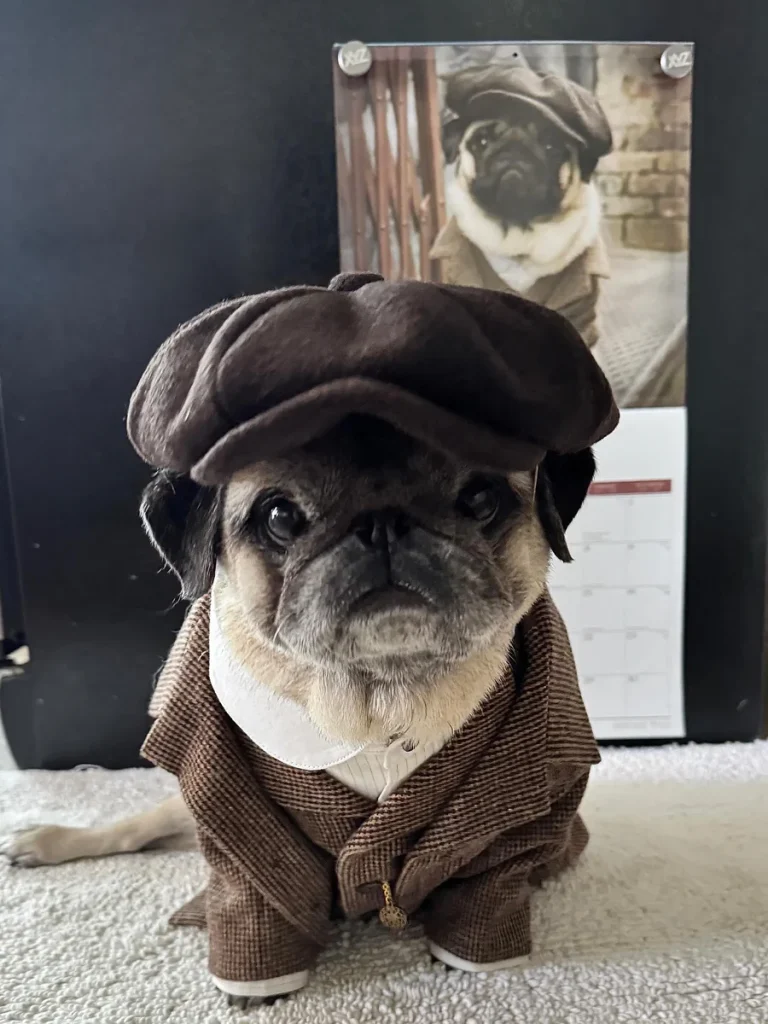 Pug dressed in a tweed flat cap and coat, a vintage style DIY Dog Costume Idea