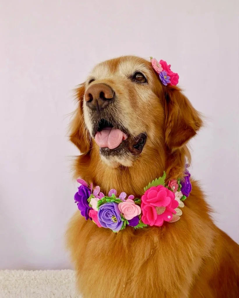Golden Retriever in a felt floral dog collar and matching hair clip