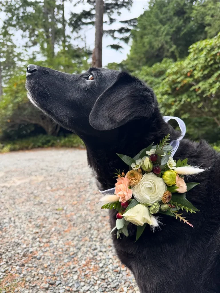 Black dog wearing a fresh floral wedding dog collar