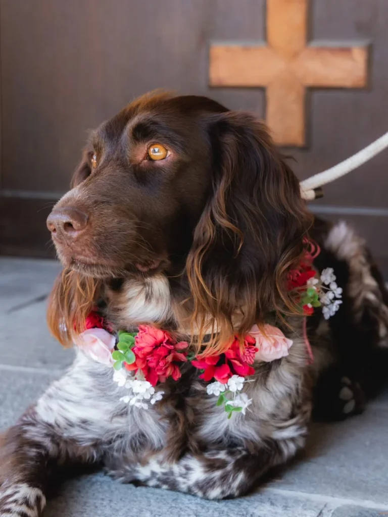 Spaniel wearing a fresh flower dog collar with red roses