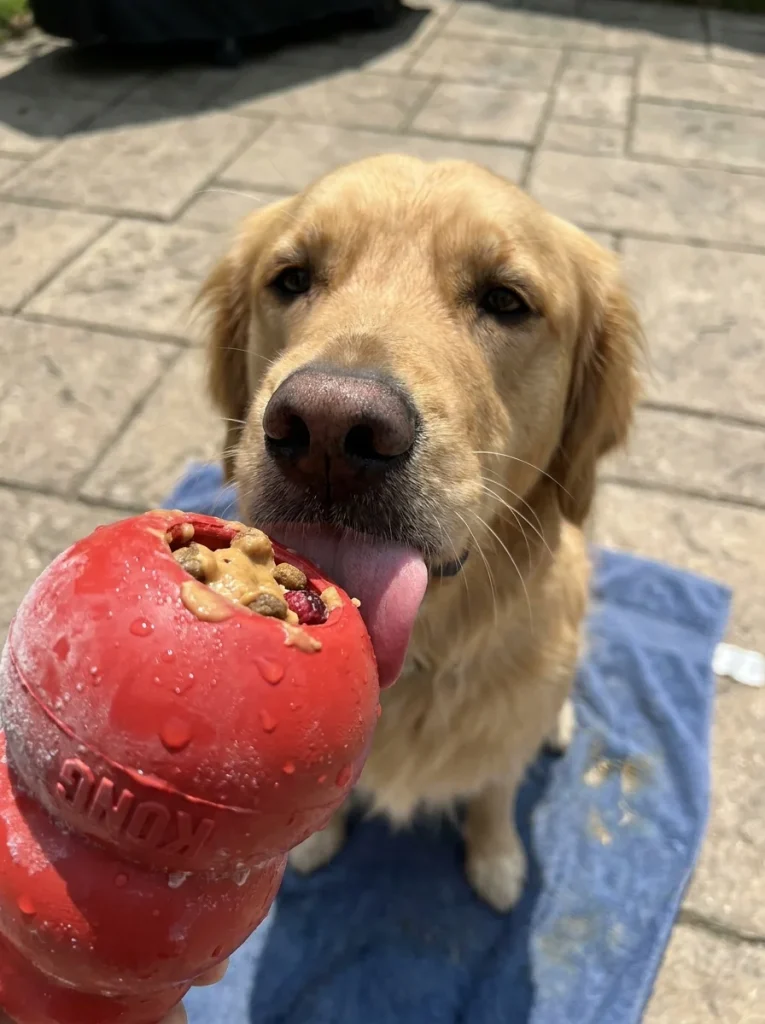 Homemade DIY dog puzzle toy frozen treat enrichment for dogs