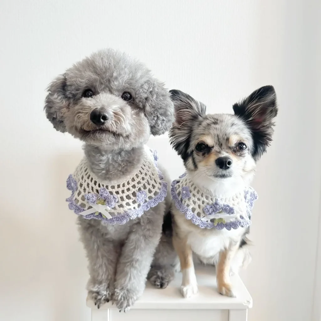 Poodle and chihuahua wearing matching lavender flower dog collars