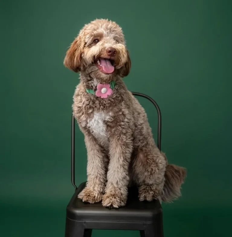 Labradoodle wearing a minimalist flower dog collar