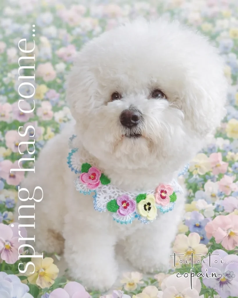Bichon wearing a pastel pansy floral dog collar in a flower field