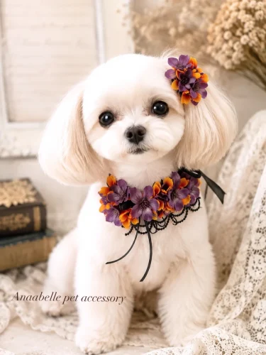 Maltese wearing a purple and orange flower dog collar