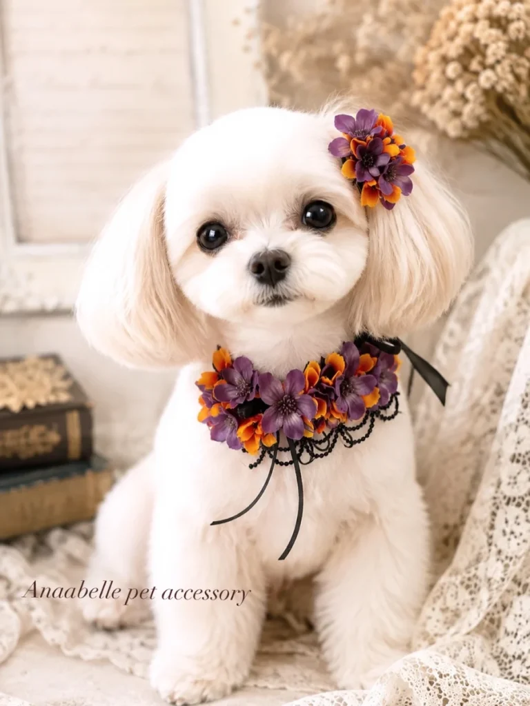 Maltese wearing a purple and orange flower dog collar