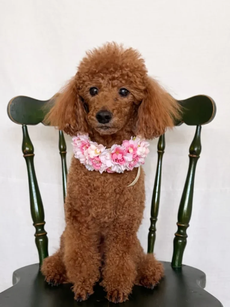 Poodle wearing a full silk flower dog collar