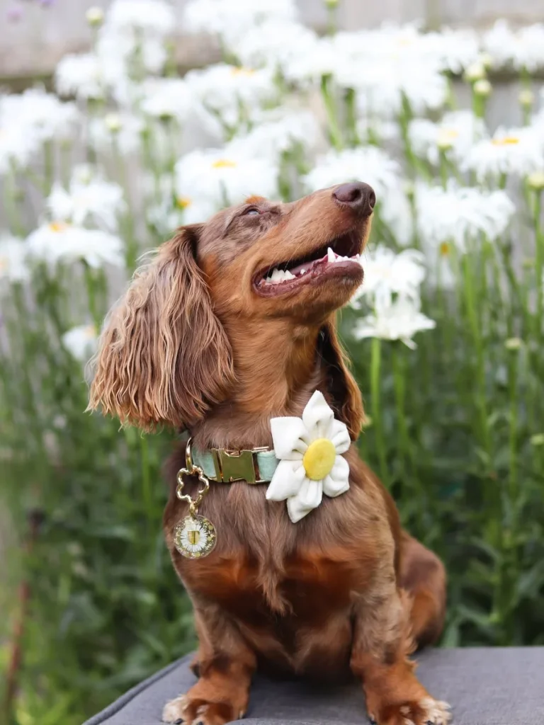 Dachshund wearing a single daisy floral dog collar with charm