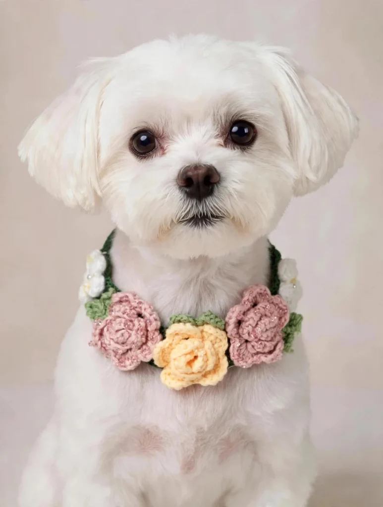 Maltese wearing a sparkly crochet flower dog collar